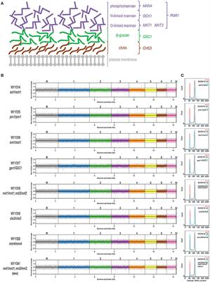 β-glucan Exposure on the Fungal Cell Wall Tightly Correlates with Competitive Fitness of Candida Species in the Mouse Gastrointestinal Tract